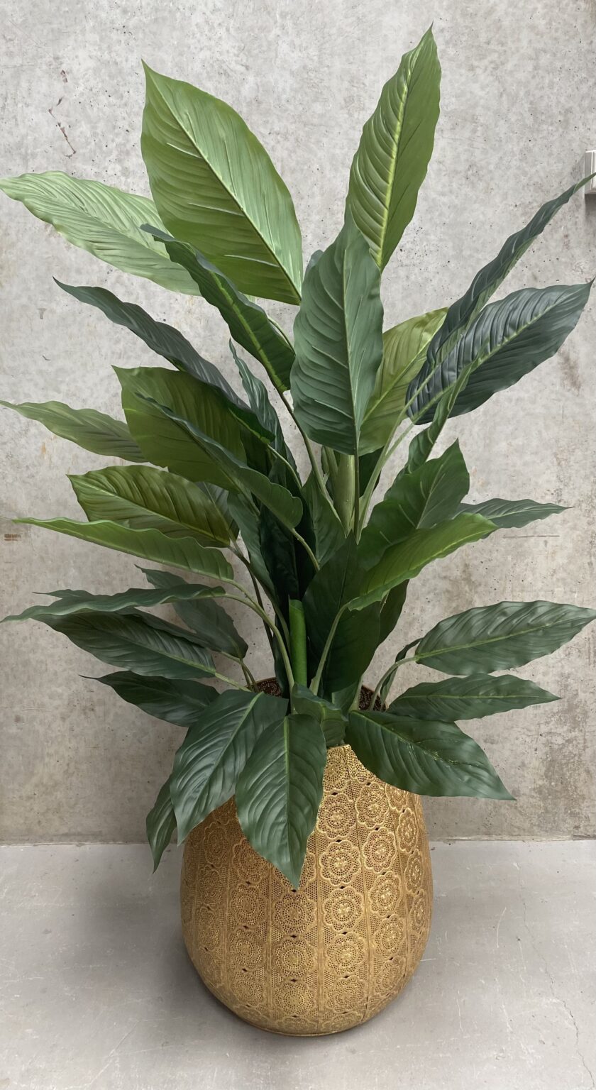 Artificial Peace Lily 1.45mtr with Ornate Gold Pot A Day to Remember Event Hire