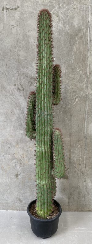 Artificial Cactus 1.9mtr